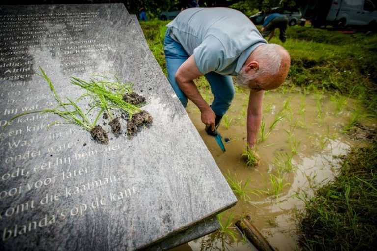 Rijstplantdag van stichting Sawah Belanda